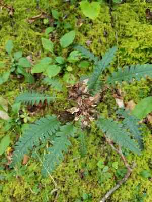 Canadian Lousewort(Pedicularis canadensis)