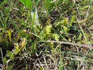 Canadian Lousewort(Pedicularis canadensis)