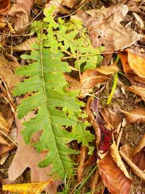 Canadian Lousewort(Pedicularis canadensis)