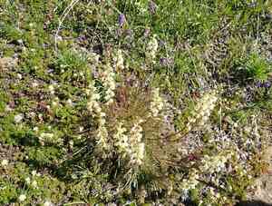 Curve-beak lousewort(Pedicularis contorta)