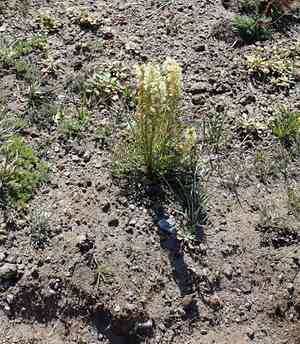 Curve-beak lousewort(Pedicularis contorta)