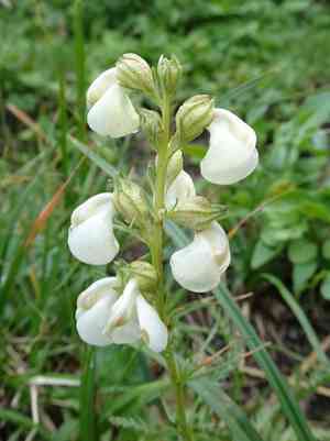 Curve-beak lousewort(Pedicularis contorta)