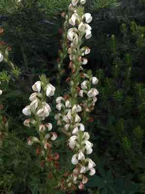 Curve-beak lousewort(Pedicularis contorta)