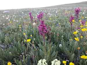 Fernleaved pedicularis(Pedicularis cystopteridifolia)