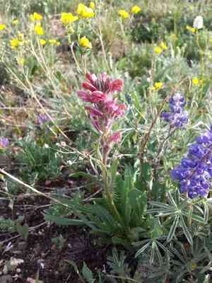 Fernleaved pedicularis(Pedicularis cystopteridifolia)