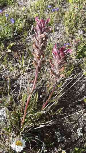 Fernleaved pedicularis(Pedicularis cystopteridifolia)
