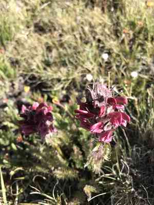 Fernleaved pedicularis(Pedicularis cystopteridifolia)