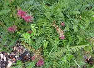 Indian warrior(Pedicularis densiflora)