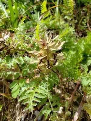 Indian warrior(Pedicularis densiflora)