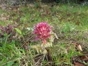 Indian warrior(Pedicularis densiflora)
