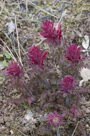 Indian warrior(Pedicularis densiflora)
