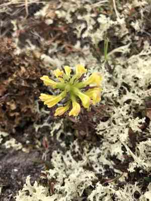 Labrador lousewort(Pedicularis labradorica)