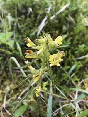 Labrador lousewort(Pedicularis labradorica)