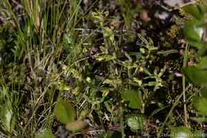 Labrador lousewort(Pedicularis labradorica)
