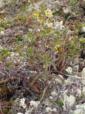Labrador lousewort(Pedicularis labradorica)