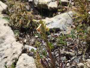 Parry's lousewort(Pedicularis parryi)