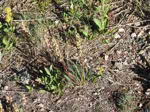 Parry's lousewort(Pedicularis parryi)