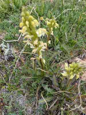 Parry's lousewort(Pedicularis parryi)