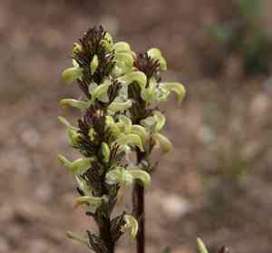 Parry's lousewort(Pedicularis parryi)