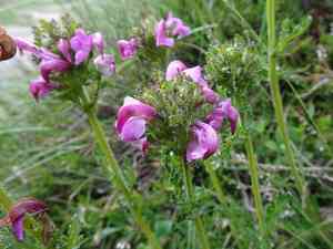 Pyrenean lousewort(Pedicularis pyrenaica)