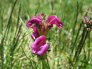 Pyrenean lousewort(Pedicularis pyrenaica)