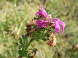 Pyrenean lousewort(Pedicularis pyrenaica)