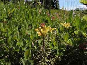 Mt. rainier lousewort(Pedicularis rainierensis)