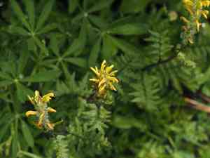 Mt. rainier lousewort(Pedicularis rainierensis)