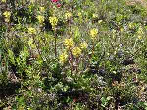 Mt. rainier lousewort(Pedicularis rainierensis)