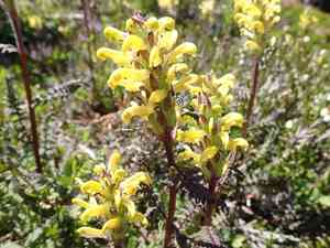 Mt. rainier lousewort(Pedicularis rainierensis)