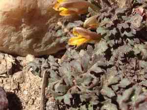 Pinewoods lousewort(Pedicularis semibarbata)