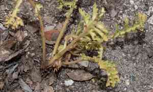 Pinewoods lousewort(Pedicularis semibarbata)