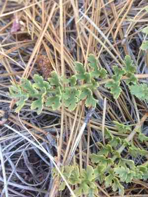 Pinewoods lousewort(Pedicularis semibarbata)