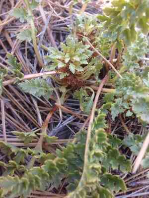 Pinewoods lousewort(Pedicularis semibarbata)