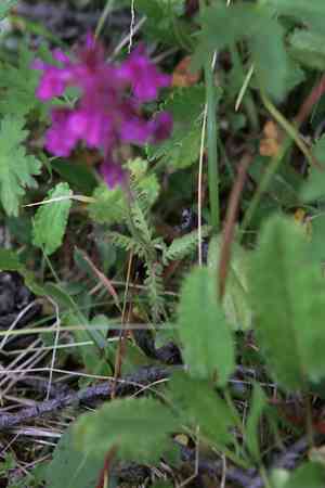 Whorled lousewort(Pedicularis verticillata)