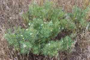 Wild rue(Peganum harmala)