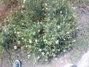 Wild rue(Peganum harmala)