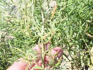 Wild rue(Peganum harmala)