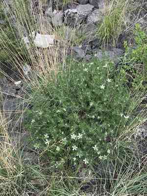 Wild rue(Peganum harmala)