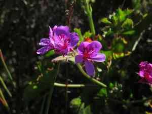Pelargonium grandiflorum(Pelargonium grandiflorum)