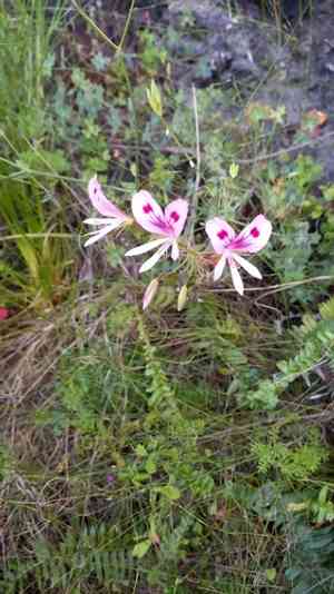 Pelargonium grandiflorum(Pelargonium grandiflorum)