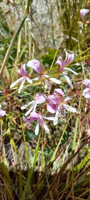 Pelargonium grandiflorum(Pelargonium grandiflorum)
