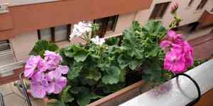 Zonal geranium(Pelargonium hortorum)