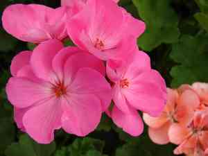 Zonal geranium(Pelargonium hortorum)