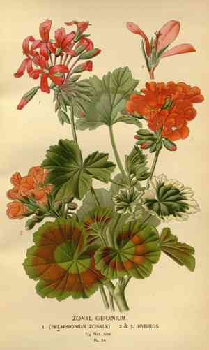 Zonal geranium(Pelargonium hortorum)