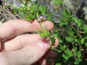Scentless geranium(Pelargonium inodorum)