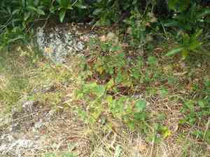 Scentless geranium(Pelargonium inodorum)