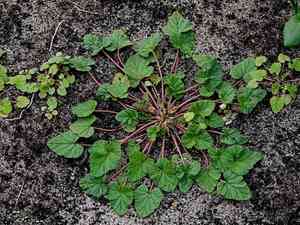 Scentless geranium(Pelargonium inodorum)