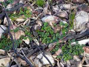 Scentless geranium(Pelargonium inodorum)
