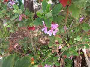 Oakleaf garden geranium(Pelargonium panduriforme)